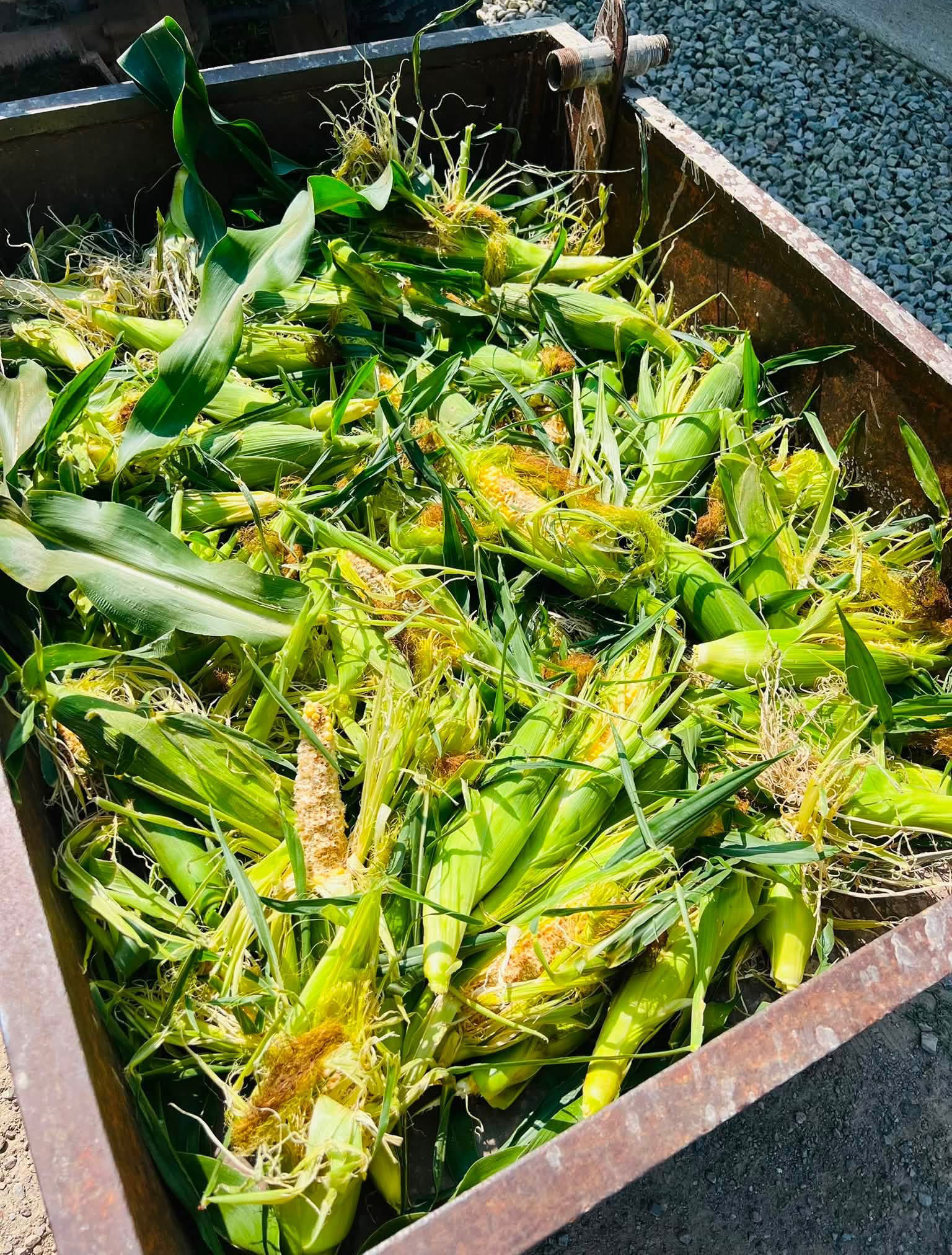 Damaged ears of corn in a metal bin.